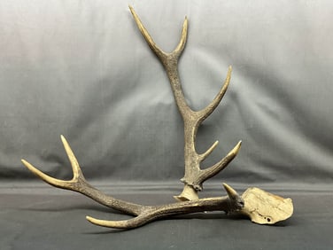 5 Point Buck Horn Set