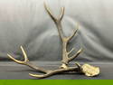 5 Point Buck Horn Set