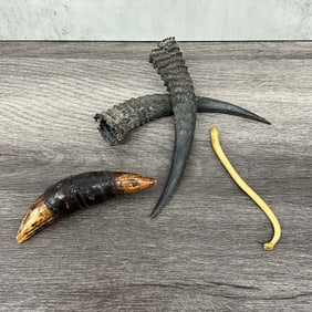 Horn & Bone Lot, Baculum