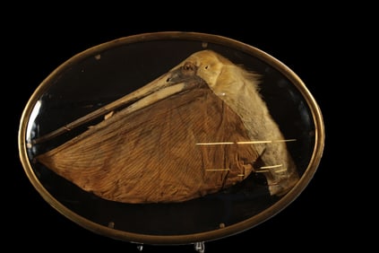 Cased Taxidermy Pelican Head