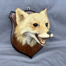 Antique English Fox Head Taxidermy