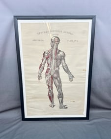 Antique Anatomical Chart, Framed