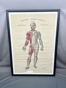 Antique Anatomical Framed Art