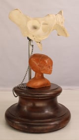 Vintage Medical Model, Female Pelvis