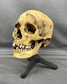 Human Skull On Stand, Teaching Skull