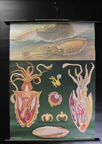 Cuddle Fish Anatomical Scroll