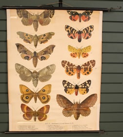German Lepidoptery Chart, Moths