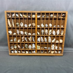 Framed Shell Collection, Marine Life