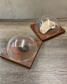Fossil Pair Under Glass