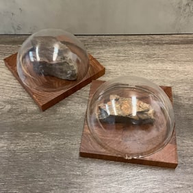 Fossil Pair with Square Bases, Brachiopods