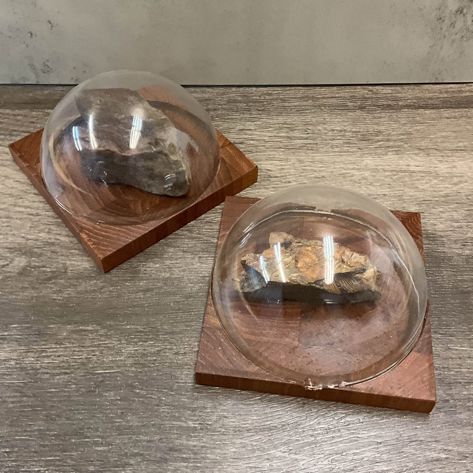 Fossil Pair with Square Bases, Brachiopods (1 of 8)