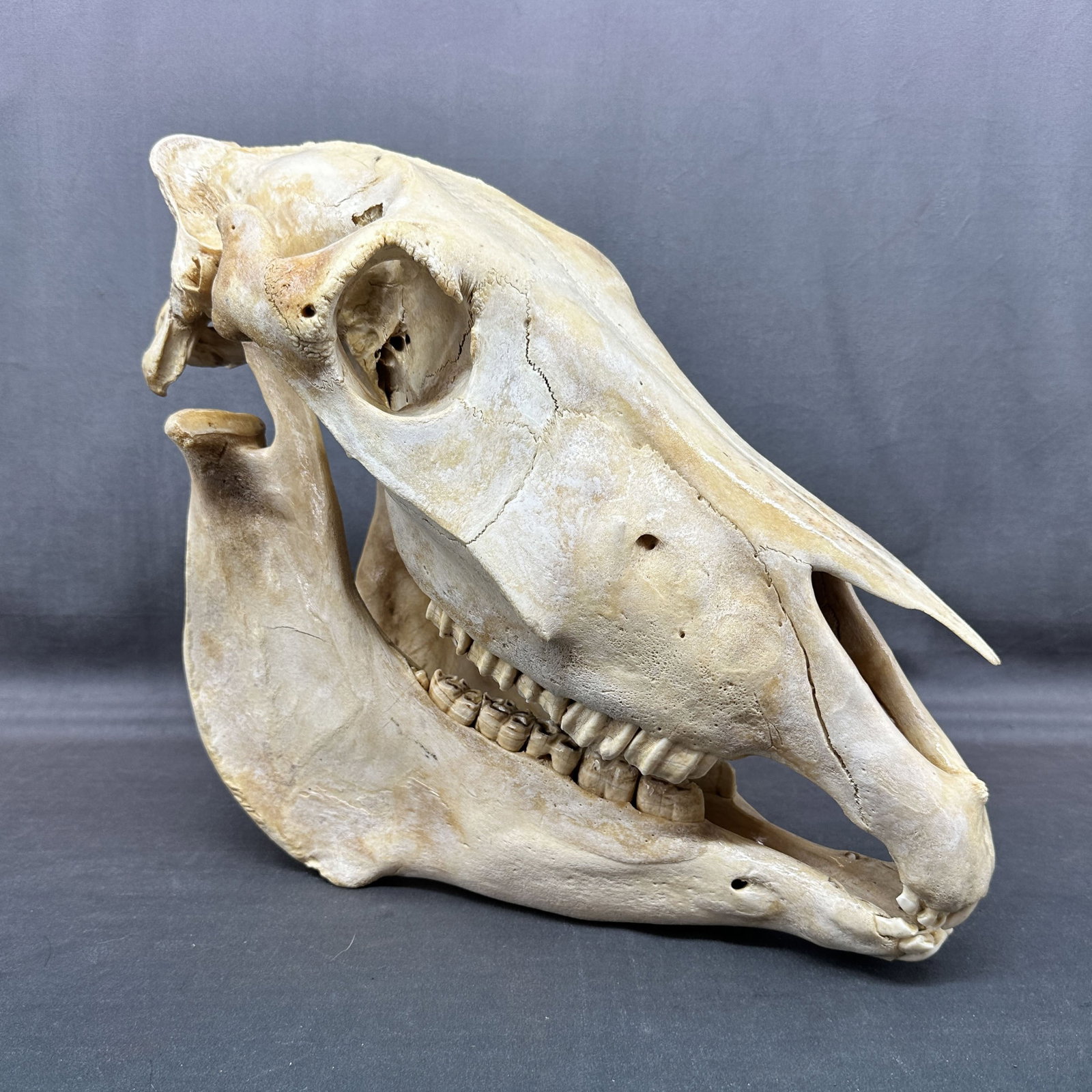 Horse Skull, Full Sized Adult Domestic: Horse skull complete with mandible and teeth. Has some kind of top coat for protection. Size: 14.5"T x 8"W x 15.5"D