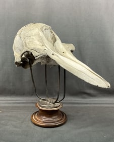 Naturally Found Porpoise Skull on Stand