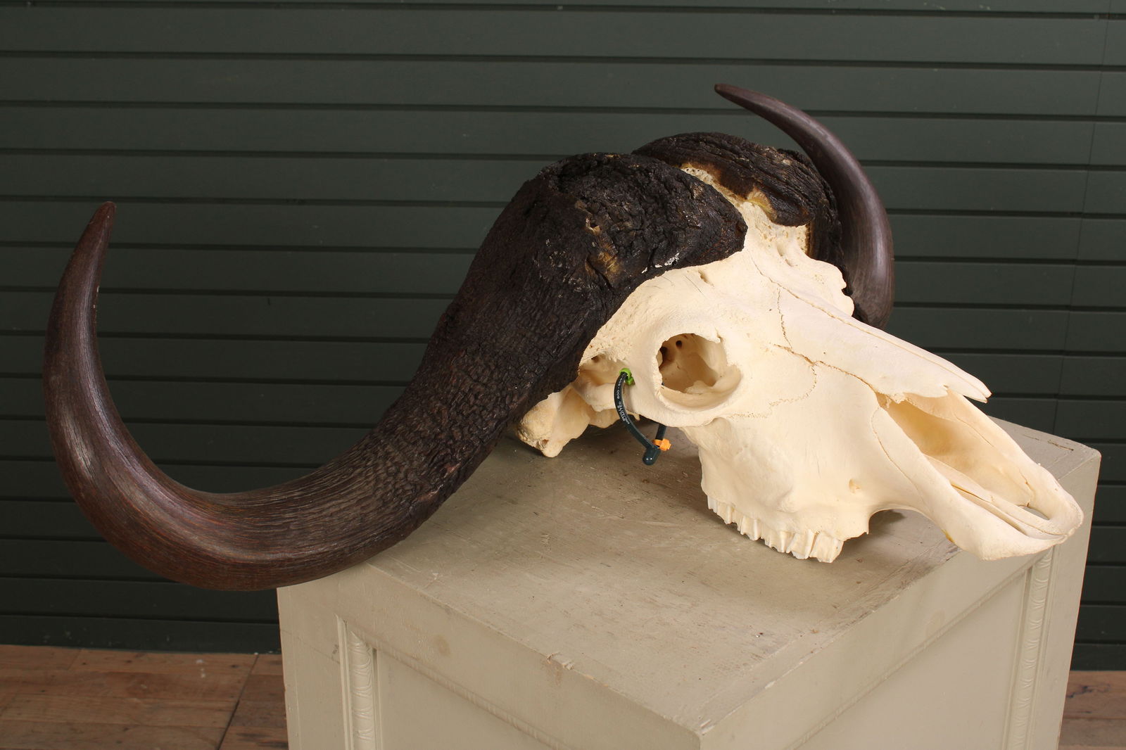 Water Buffalo Skull & Horns, With ID Tag (1 of 11)