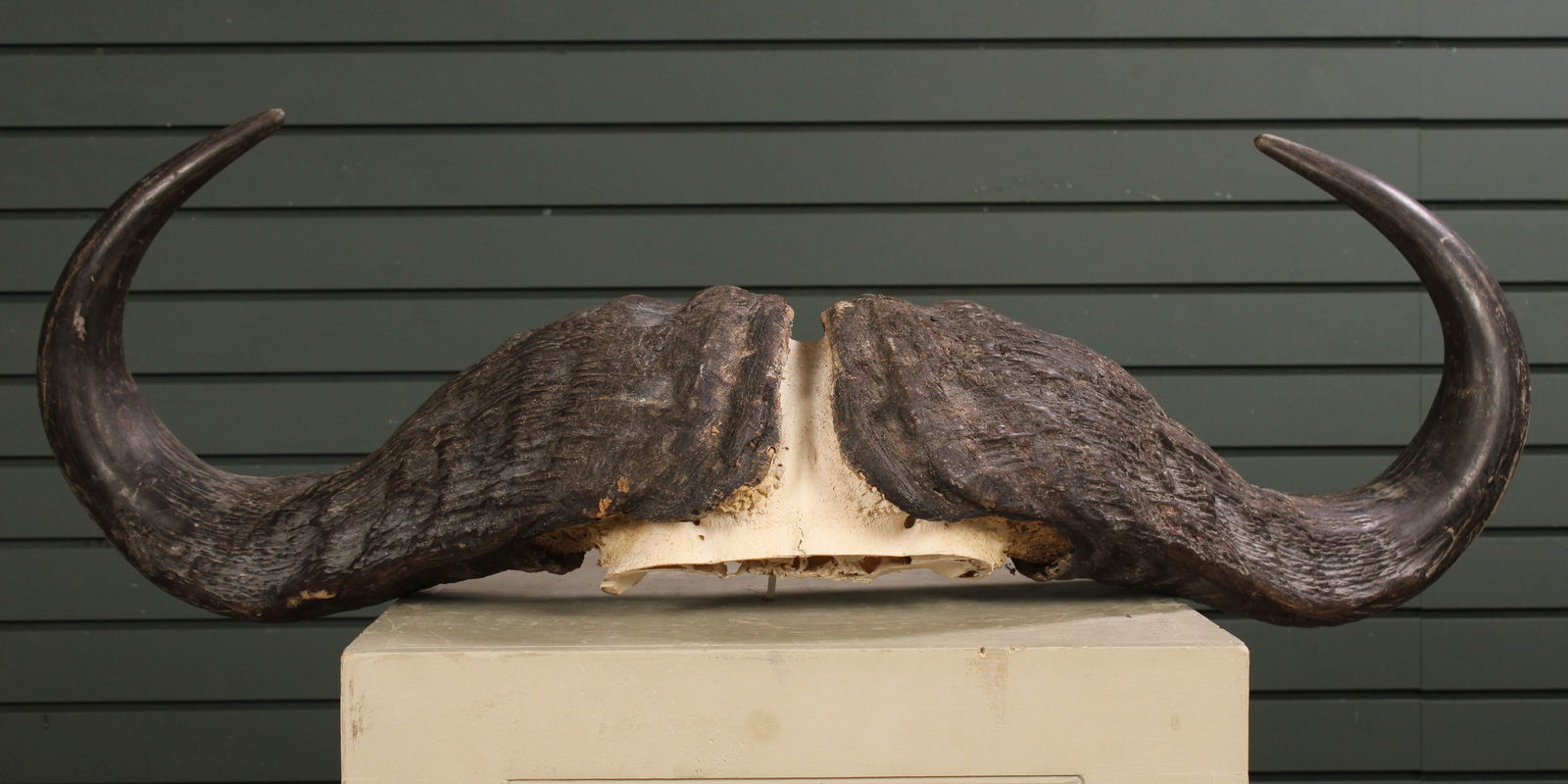 Water Buffalo Skull Cap & Horns, Safari Tag (1 of 9)