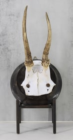 Antler Mounted on Wood Plaque