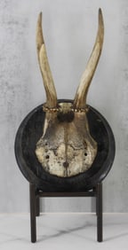Antler Mount with Interesting Suture Line