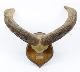 Mouflon Trophy Horn Mount