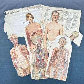 Vintage Anatomical Die Cuts