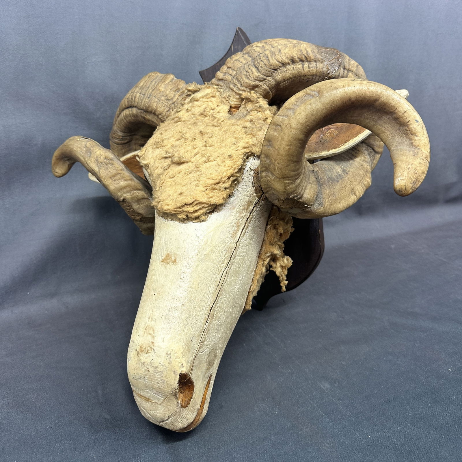 Antique Sheep Taxidermy With Wooden Head (1 of 15)