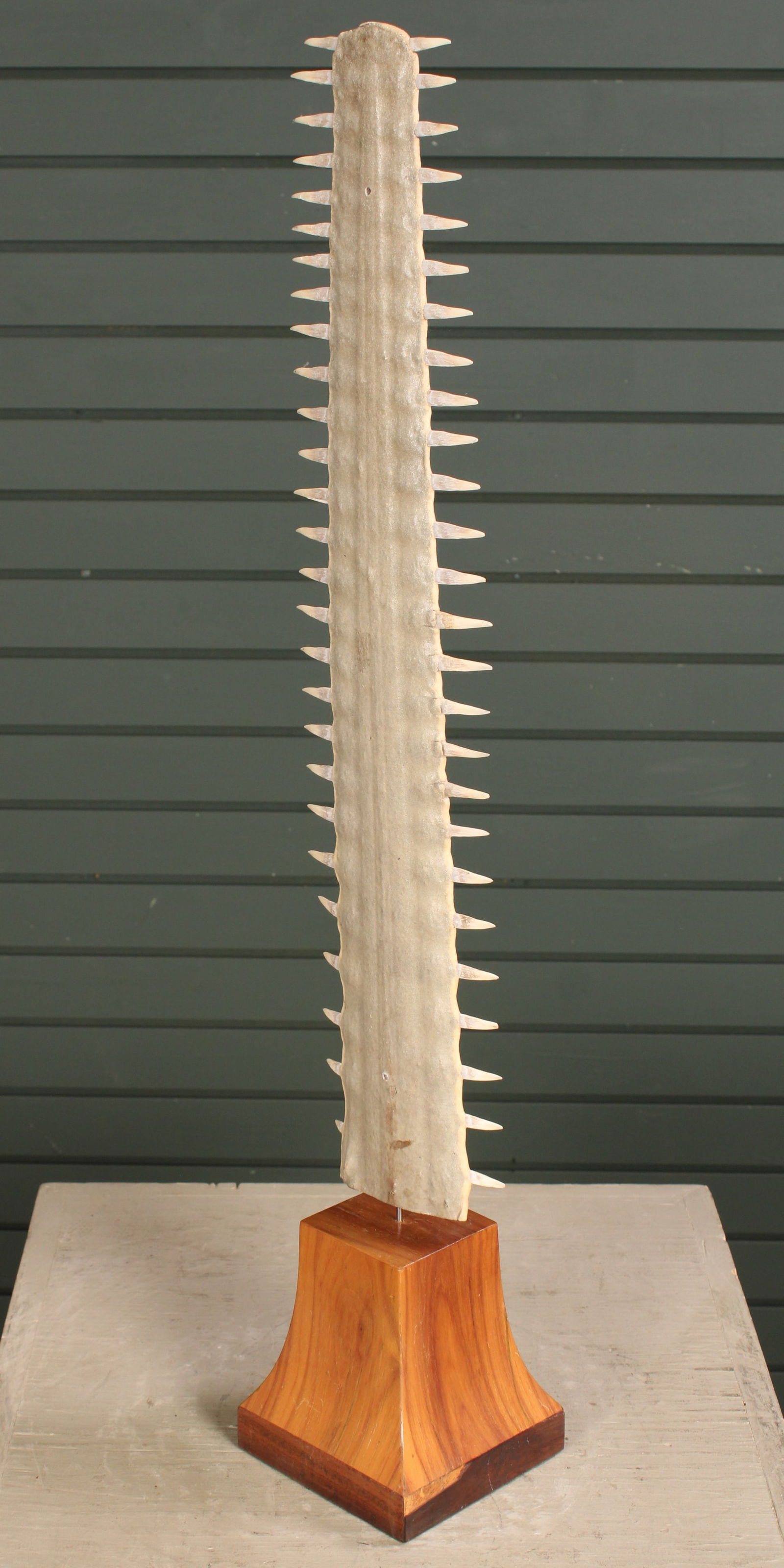 Sawfish Bill On Stand (1 of 6)