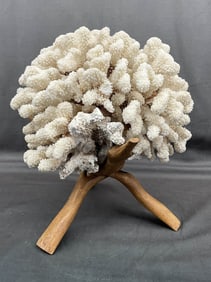 Coral Specimen On Wood Stand