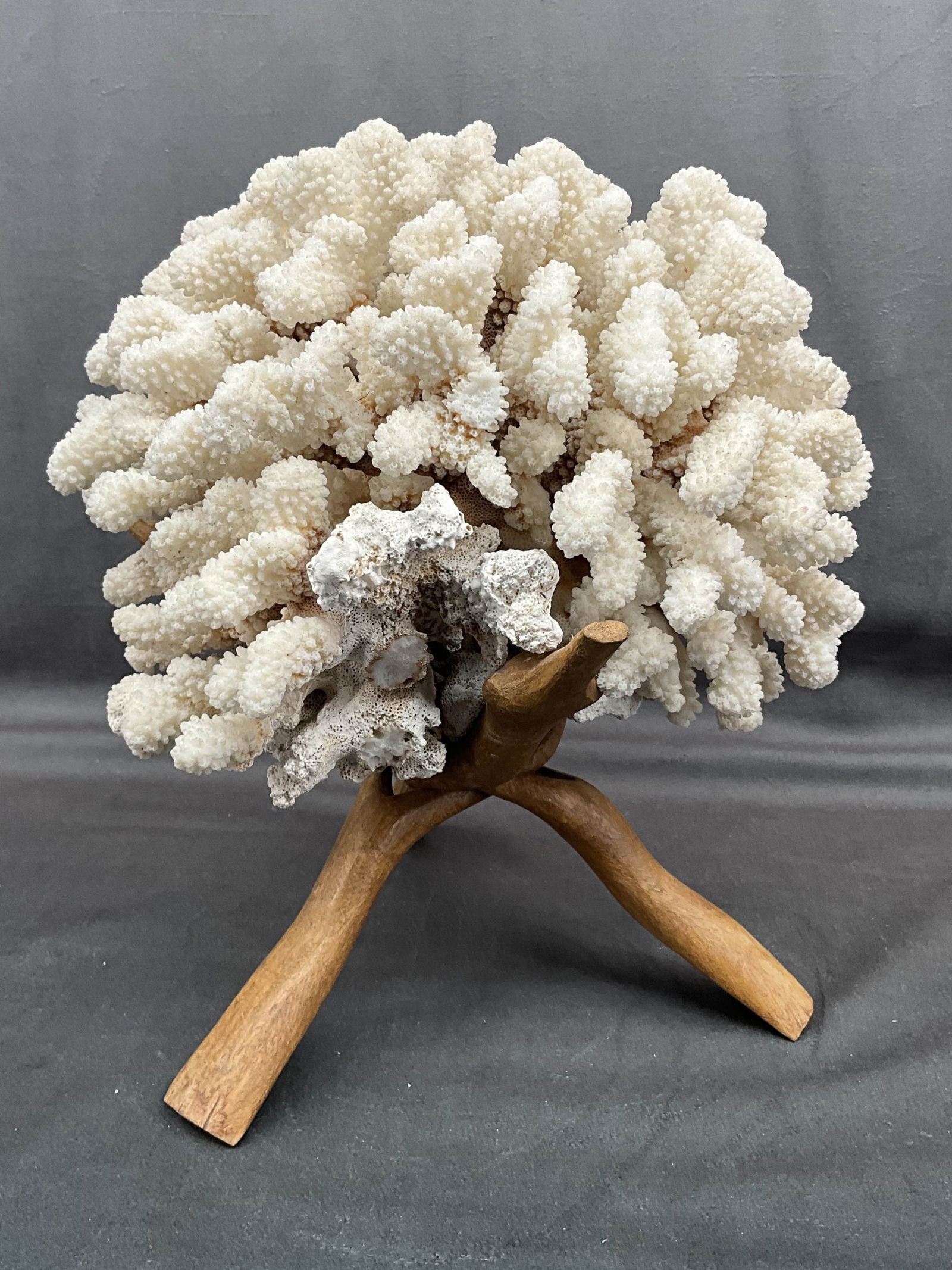 Coral Specimen On Wood Stand (1 of 7)