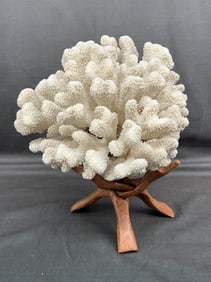 Coral Specimen On Stand