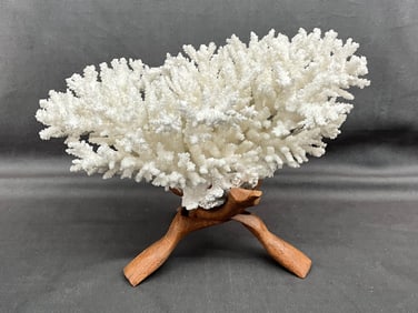 Skinny Pencil Coral On Stand