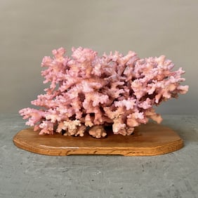Large Pink Coral On Custom Stand