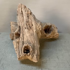 2 Pieces Petrified Wood