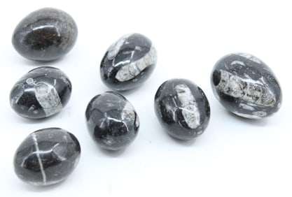 7 Polished Stone Eggs, Orthoceras Fossils