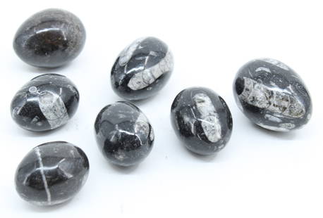 7 Polished Stone Eggs, Orthoceras Fossils: 7 Polished Eggs. Orthoceras fossils . Size: Largest: 3"
