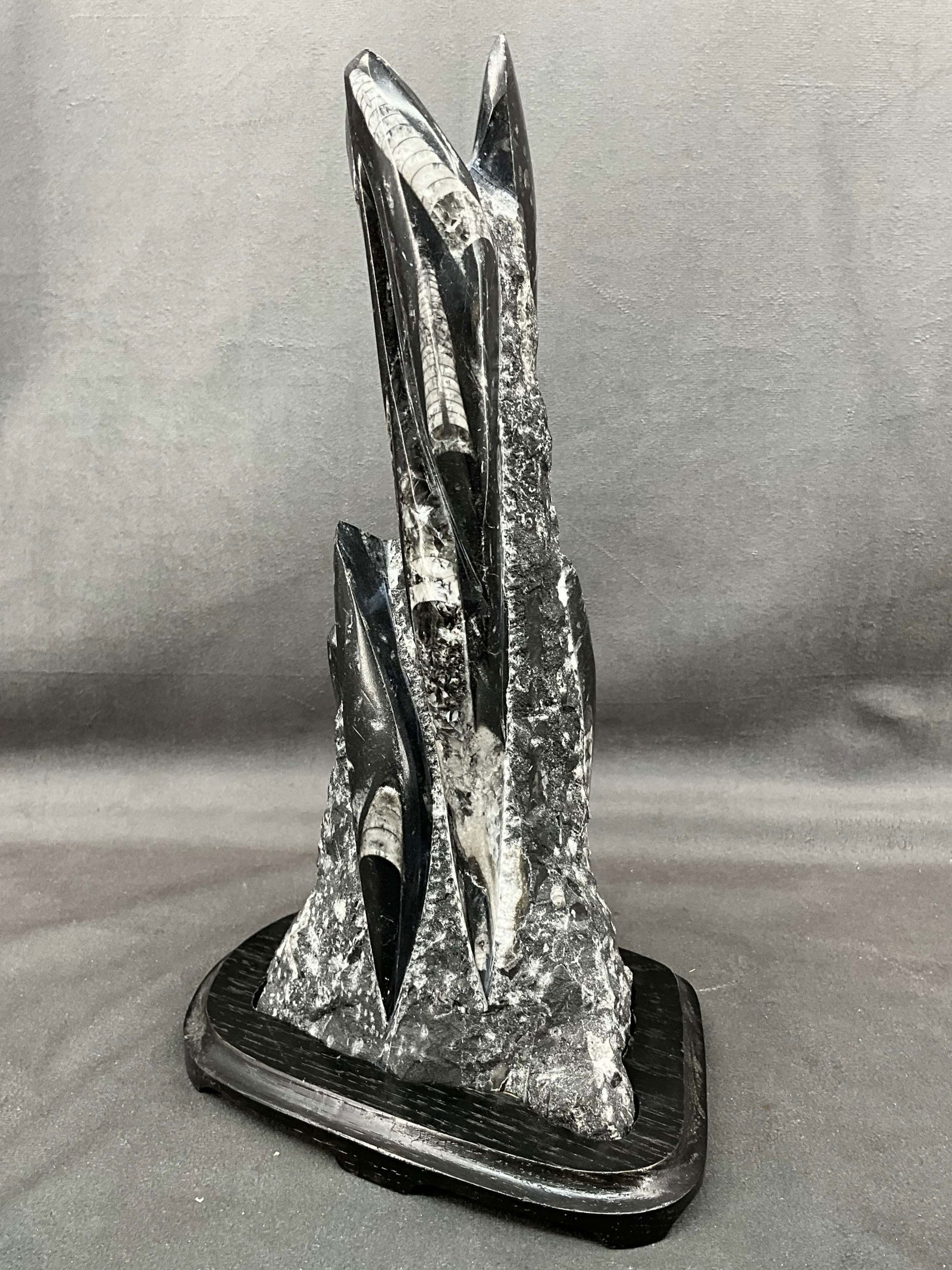 Large Orthoceras Fossil On Stand (1 of 11)