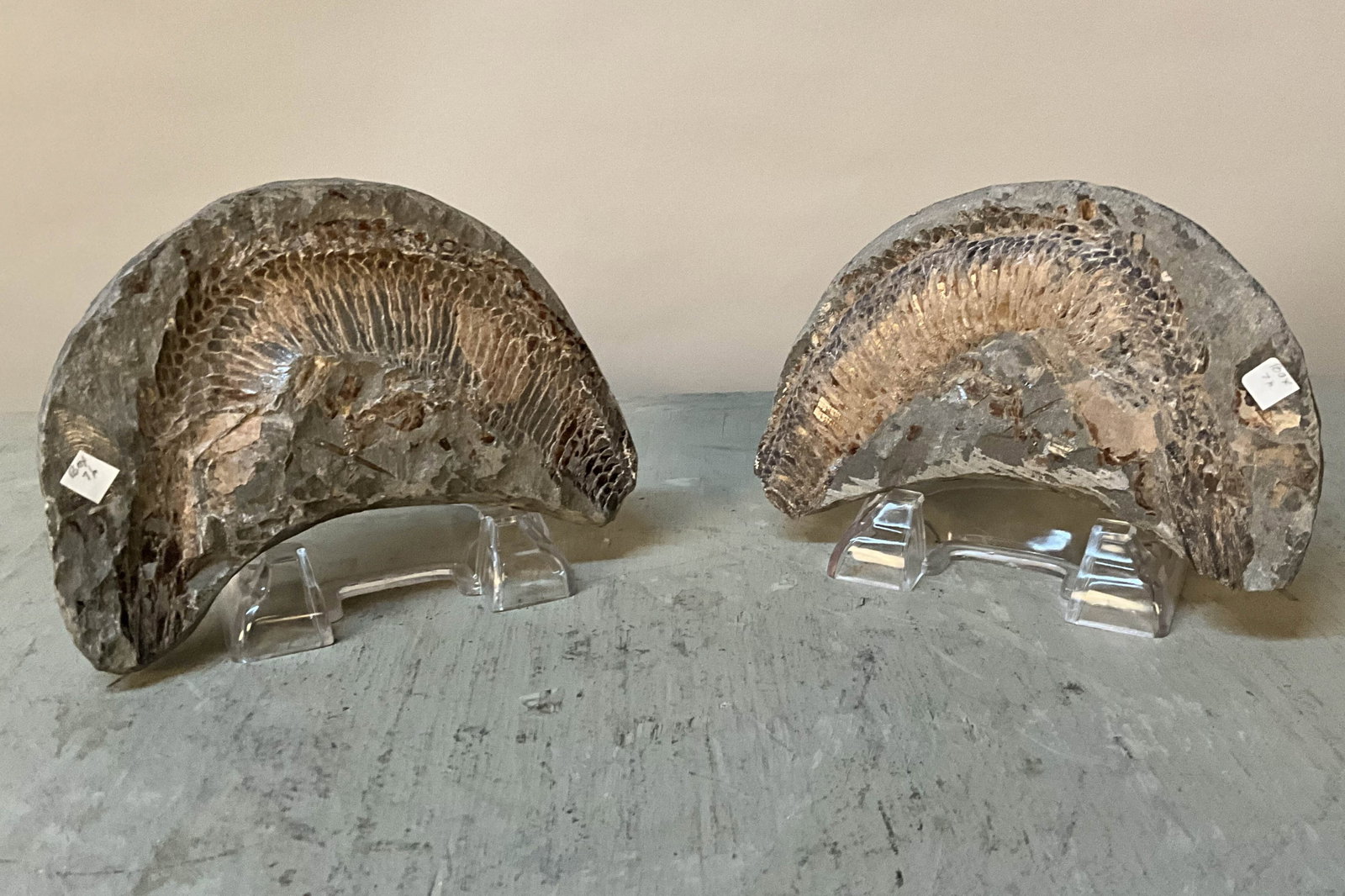 Mold & Cast Fish Fossil On Stand: Mold and cast, or both sides, of a fish fossil on acrylic stands. Size: 4.5"T x 6"W x 3"D with stand, each piece Provenance: From the lifetime collection of an Orland, Pennsylvania private estate.