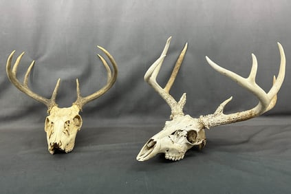 Duo of Deer Skulls