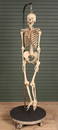 Human Skeleton On Stand