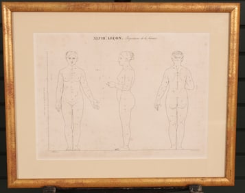 Proportions of the Woman