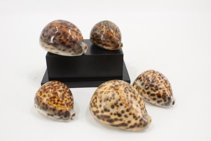 Group of 5 Large Cypraea Cowrie Shell Specimens