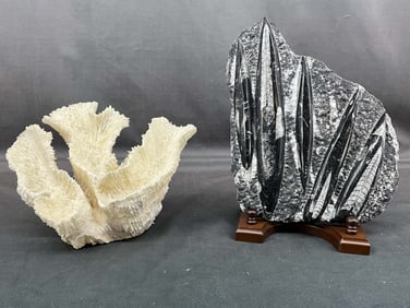Fossils, Orthoceras & Coral