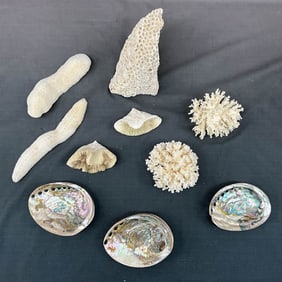 Coral & Mixed Shells, Abalone