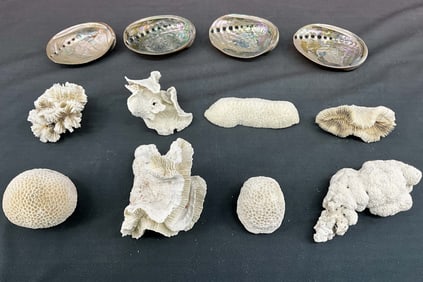 Coral and Shell Collection