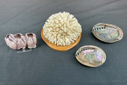 Coral, Shells, & Barnacles