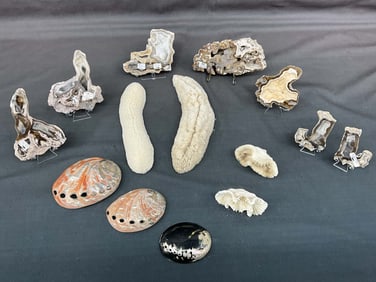 Coral Geode, Shells & Coral