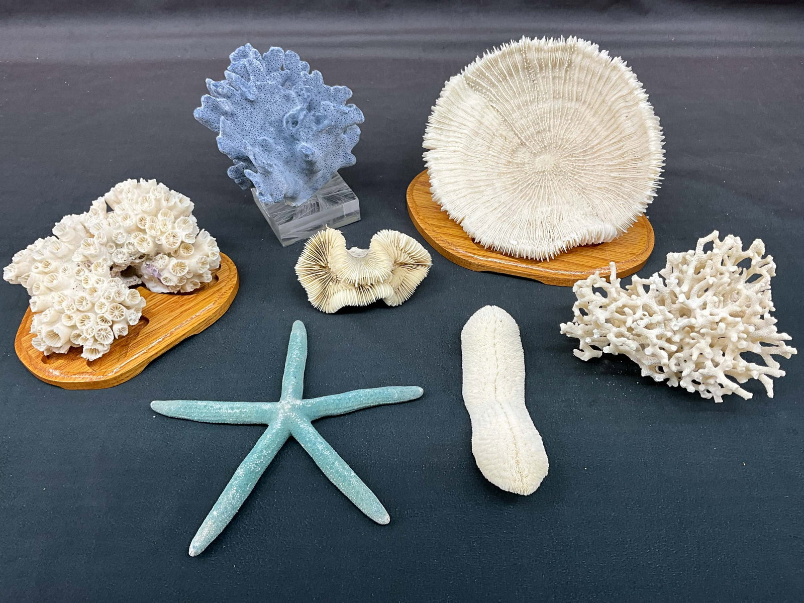 Mixed Coral & Starfish: Assorted coral specimens, feather, branch, mushroom, and more, preserved starfish. Stands included. Size: various, 3"T x 4"W x 3"D; 6"T x 8"W x 6"D Provenance: From the lifetime collection of an Orela