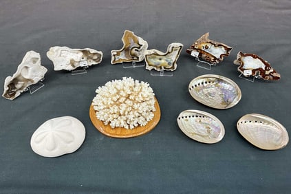 Coral, Shells, Sand Dollars