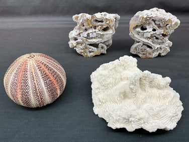 Coral Geode, Sea Urchin