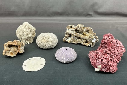 Red Coral, Coral Geode, Sea Urchin