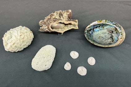 Brain Coral, Abalone & More