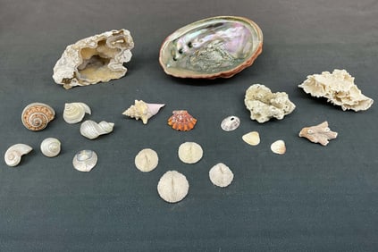 Mixed Shells, Abalone, Coral